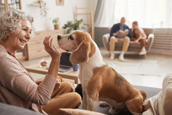 A Alegria de Ter um Pet: Como os Animais Contribuem para um Lar Feliz
