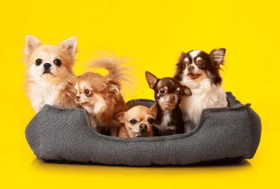 Inove o Espaço do seu Pet: Conheça as Tendências em Caminhas Pet para uma Casa Moderna e Consciente