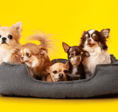 Inove o Espaço do seu Pet: Conheça as Tendências em Caminhas Pet para uma Casa Moderna e Consciente