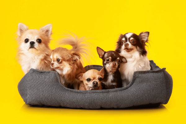 Inove o Espaço do seu Pet: Conheça as Tendências em Caminhas Pet para uma Casa Moderna e Consciente