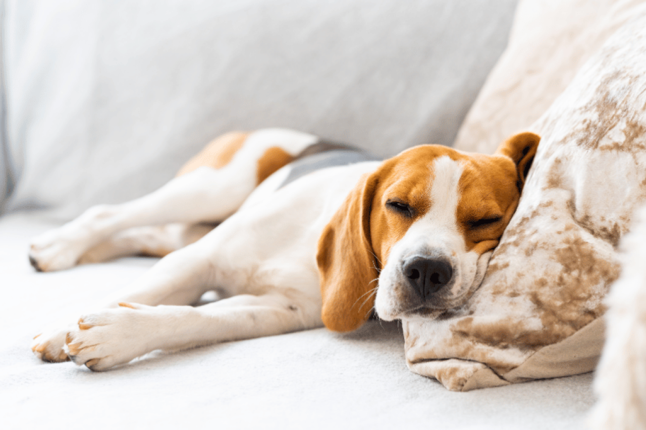 Revitalize o Sono do seu Pet: Descubra a Importância de uma Boa Cama para sua Saúde e Bem-Estar