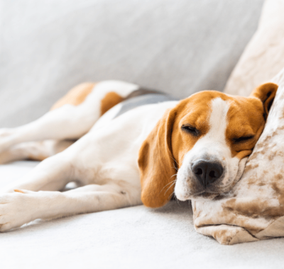 Revitalize o Sono do seu Pet: Descubra a Importância de uma Boa Cama para sua Saúde e Bem-Estar