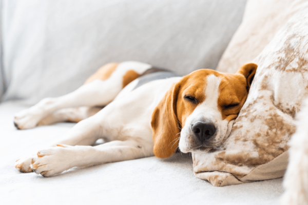 Revitalize o Sono do seu Pet: Descubra a Importância de uma Boa Cama para sua Saúde e Bem-Estar
